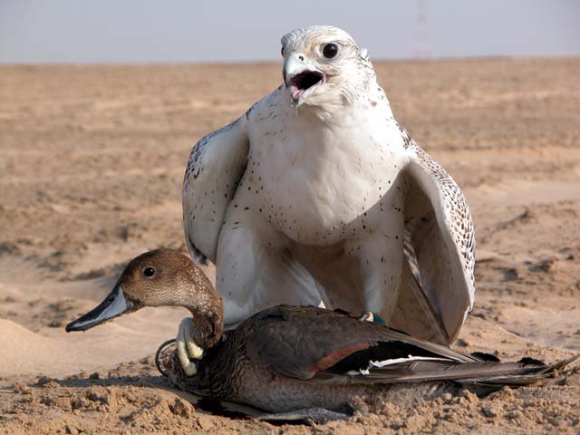 eagle-or-duck